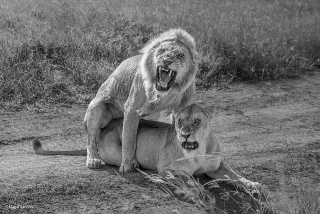 Asanja Safaris