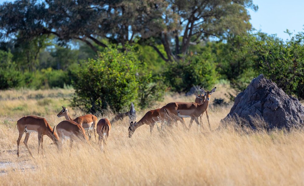 Serengeti Mara